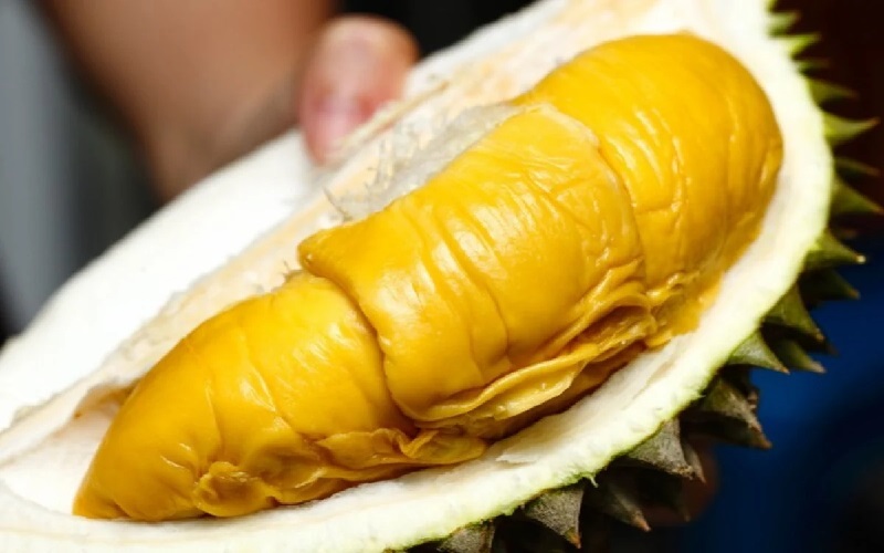 Fakta Durian Musang King Import Paling Laris Di Pasaran