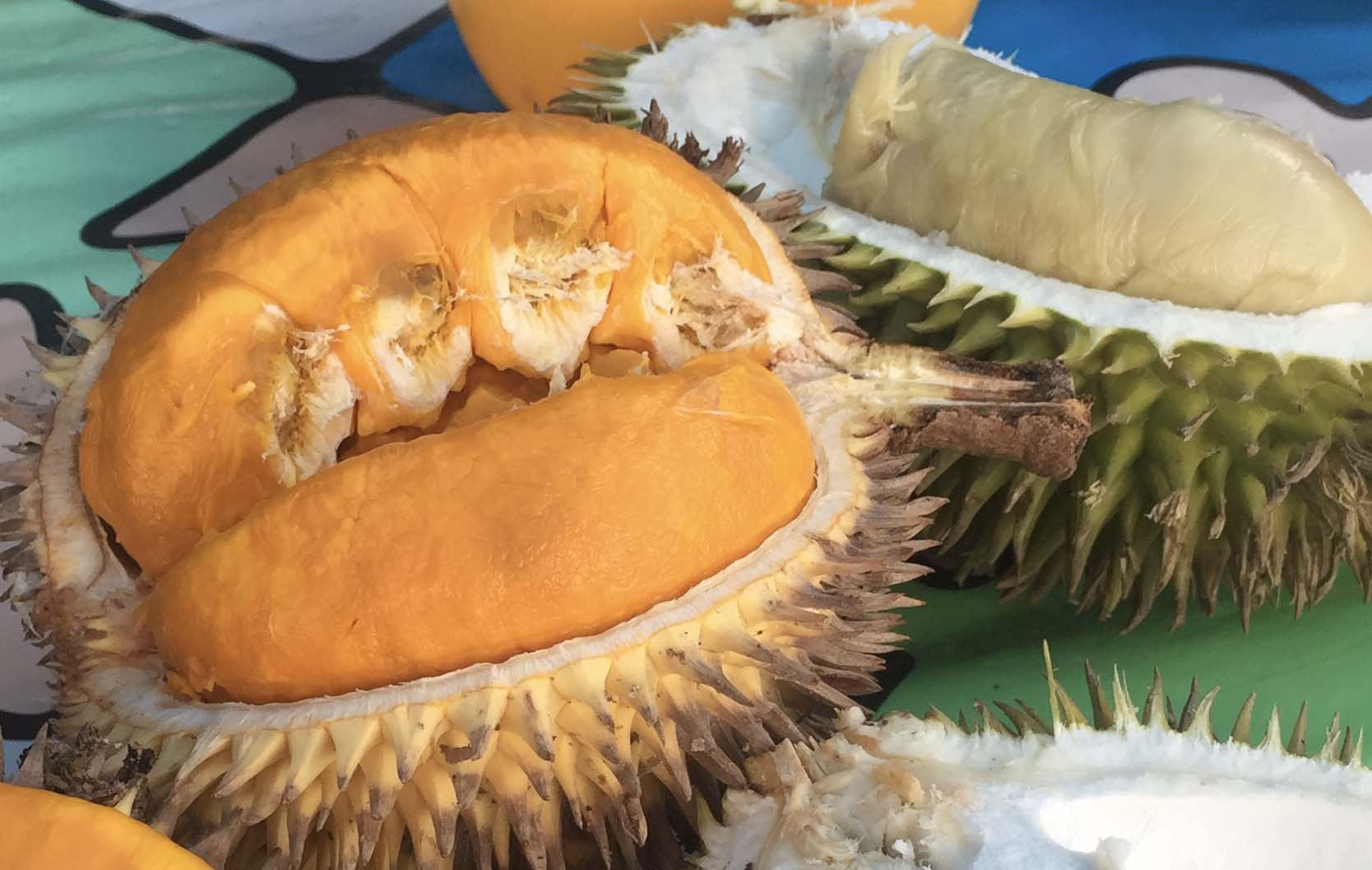 Fase Durian Musang King Makin Populer di Malaysia